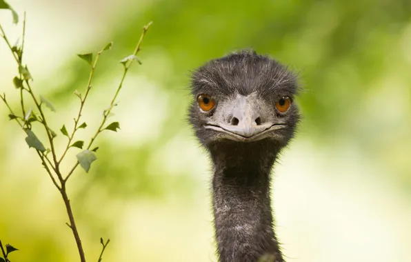 Look, background, beak, ostrich