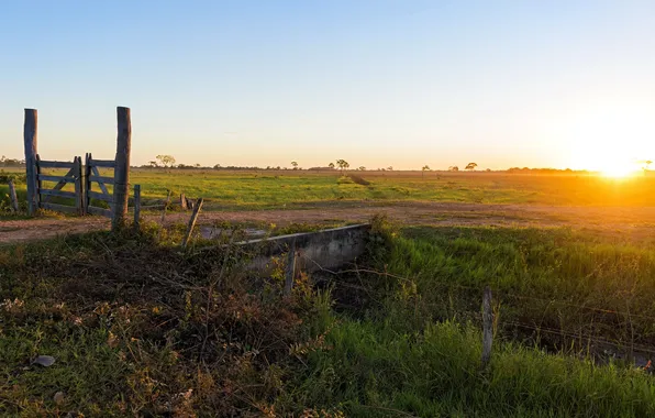 Field, landscape, sunset