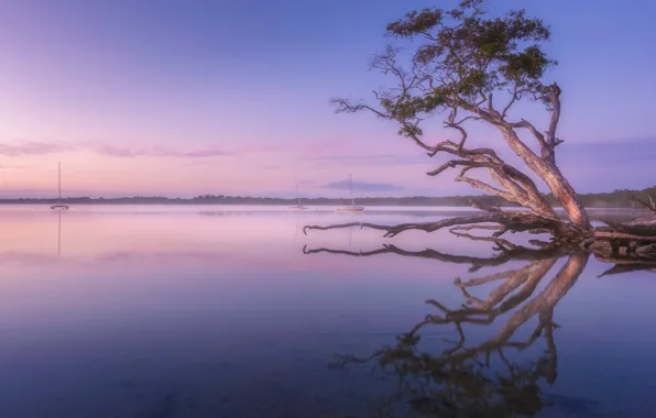 The sky, trees, branches, fog, lake, reflection, tree, shore