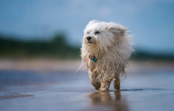 Squirt, dog, bokeh, The Havanese, shaggy