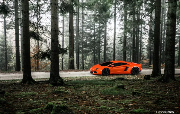 Forest, light, Lamborghini, Aventador