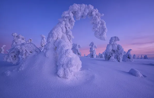 Winter, snow, trees, sunset, the snow, Finland, Lapland