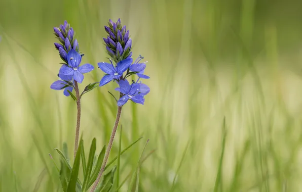 Macro, flowers, green background