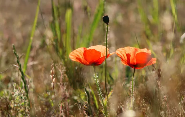 Red, poppy, meadow, blooming