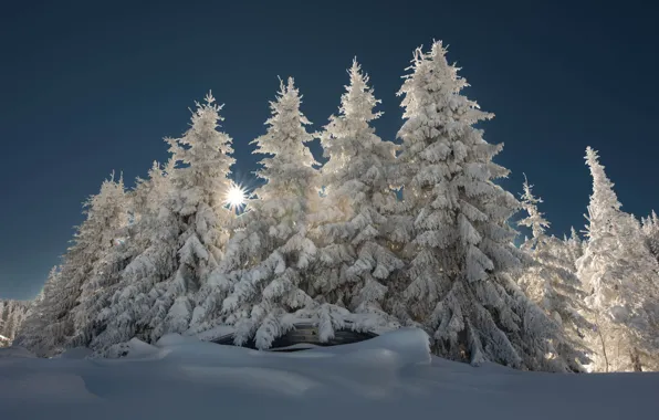 Picture winter, the sun, rays, snow, trees, landscape, nature, ate