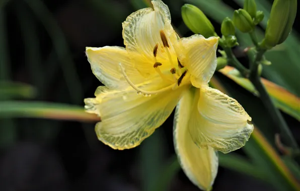 Flower, nature, daylilies