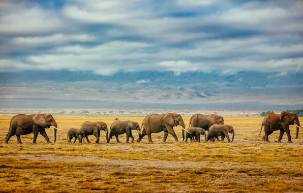 Savannah, elephants, a herd of elephants