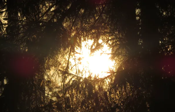 Sunset, The sun, Nature, Tree, Branch