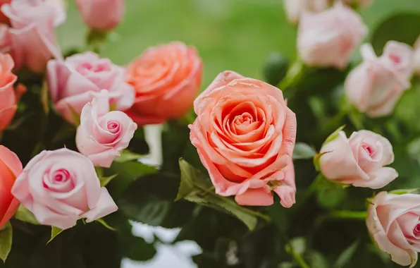 Leaves, flowers, stems, roses, bouquet, pink, orange, buds