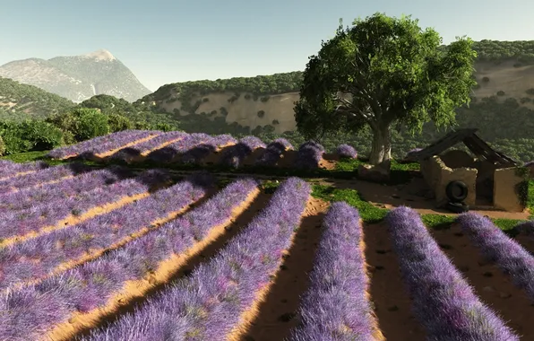 Field, flowers, tree, hills, art, the ranks, lavender, lilac