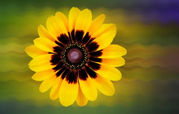 Flowers, nature, plant, petals