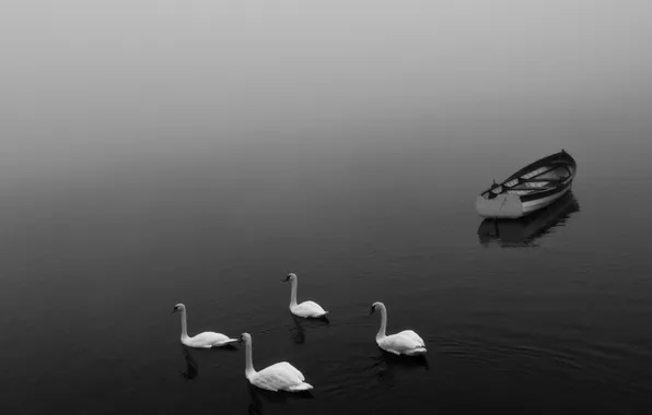 Landscape, lake, boat, swans