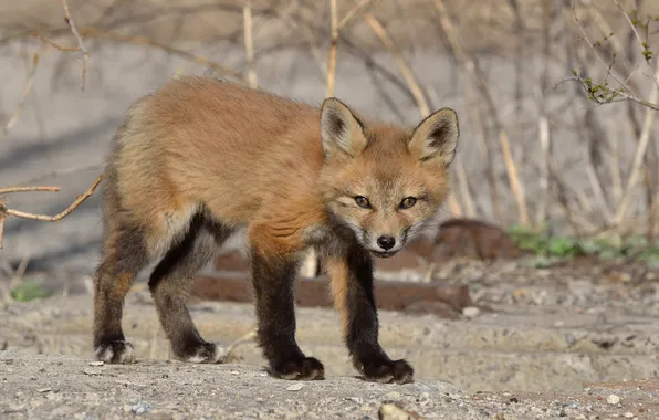 Picture look, Fox, cub, Fox, Fox