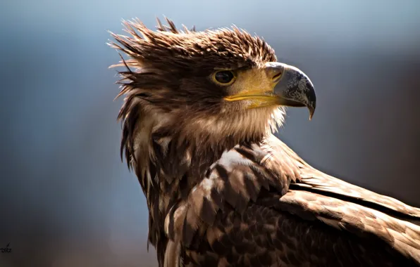 Bird, wildlife, closeup photography of brown eagle, white-tailed eagle