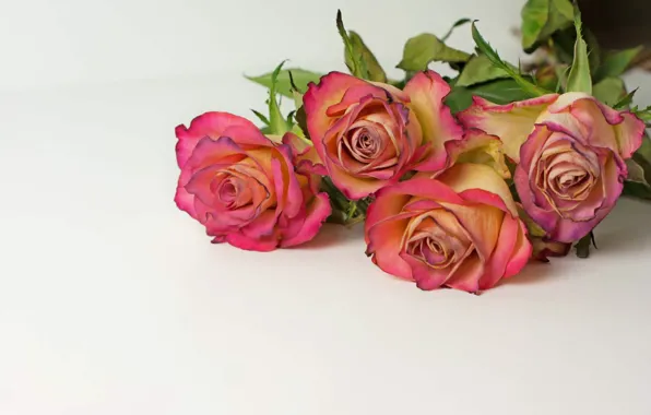 Flowers, background, roses