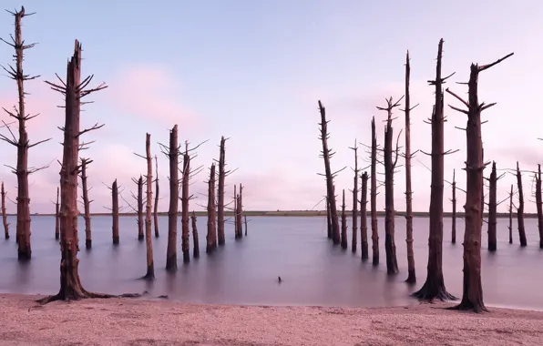 Picture forest, shore, Dead Forest