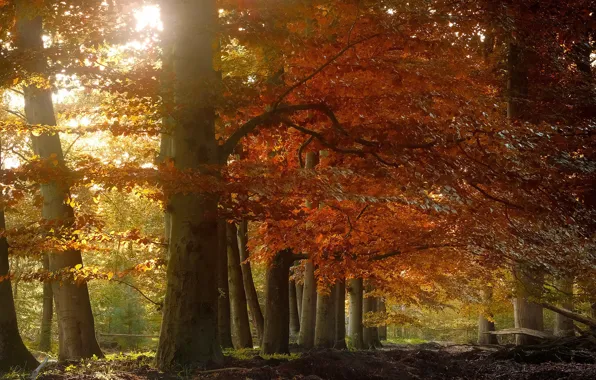 Picture autumn, forest, the sun, light, trees, branches, Park, foliage
