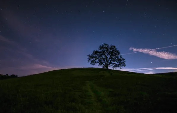 The sky, stars, night, tree, silhouette