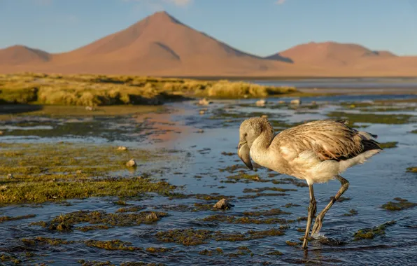 Mountains, bird, shore, Flamingo, pond