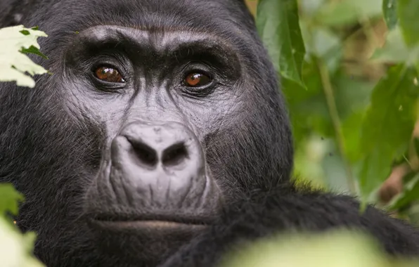 Face, animal, gorilla, wildlife