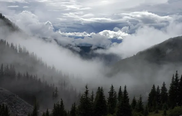 Picture forest, mountains, fog
