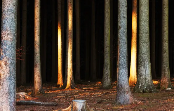 Nature, Trees, Forest, Trunks, Nature, Landscape, Forest, Trees