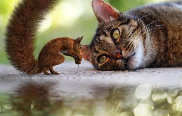 Cat, cat, look, asphalt, face, light, pose, glare