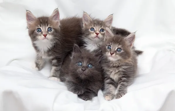 Look, cats, pose, kitty, kittens, bed, white background, blue eyes