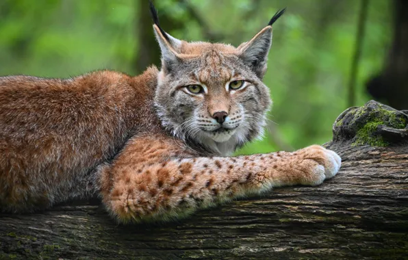 Look, face, nature, paw, portrait, log, lynx