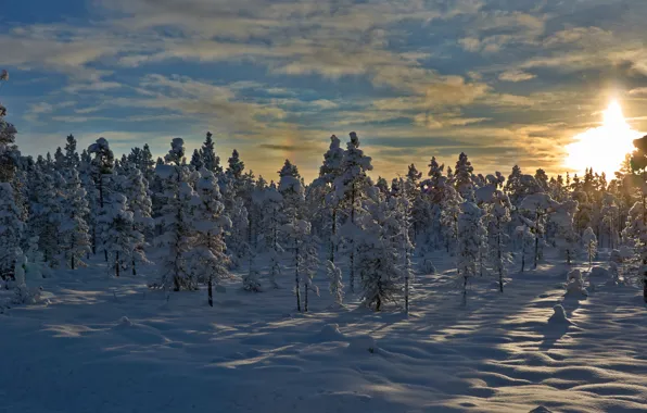 Winter, snow, trees, sunset, Norway