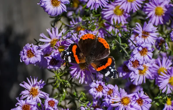 Autumn, flowers, butterfly, October, Admiral