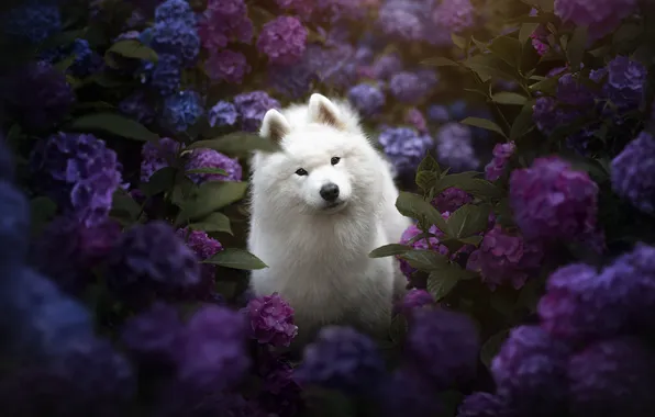 Look, flowers, nature, pose, portrait, dog, garden, purple