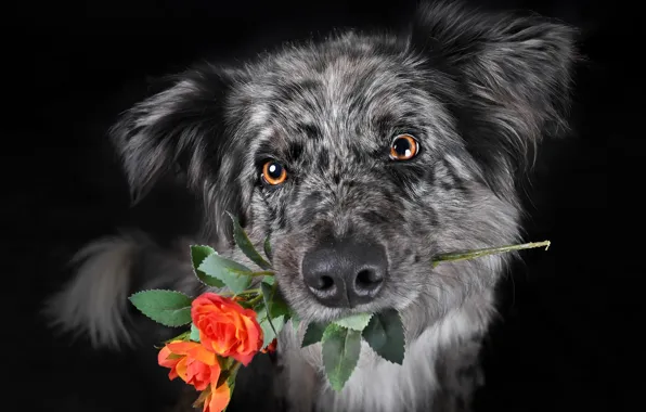 Look, flowers, dog