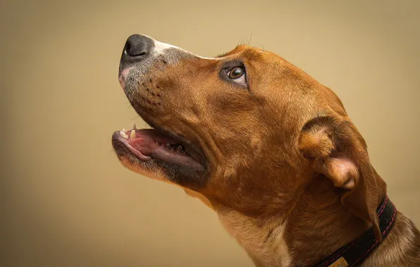 Look, background, dog