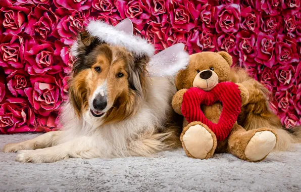 Look, face, flowers, pose, toy, heart, roses, dog