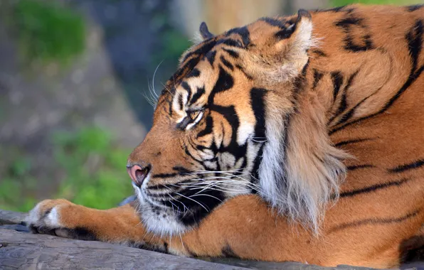 Face, tiger, lies, profile