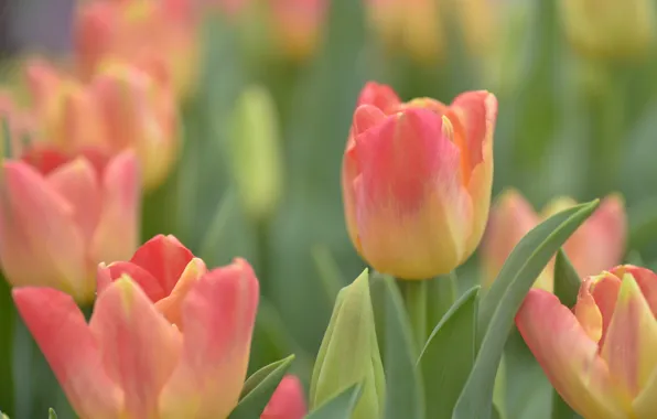 Tulips, buds, bokeh