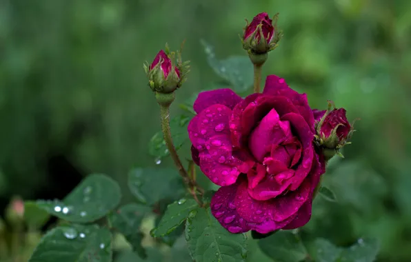 Drops, flowers, pink, rose, roses, garden, buds, lilac