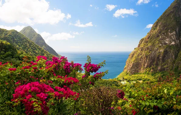 Picture sea, greens, landscape, flowers, nature, rocks, view, island