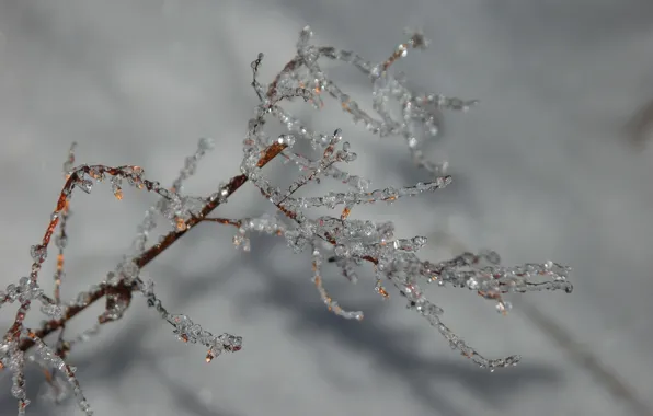 Picture cold, ice, winter, macro, branches, sprig, grey