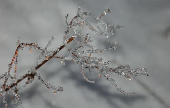 Cold, ice, winter, macro, sprig, grey, branch
