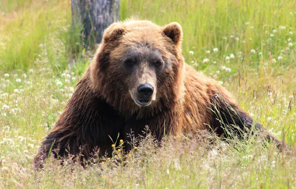 Summer, grass, look, face, nature, pose, portrait, bear