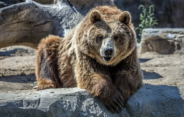 Look, face, stones, wool, bear, zoo