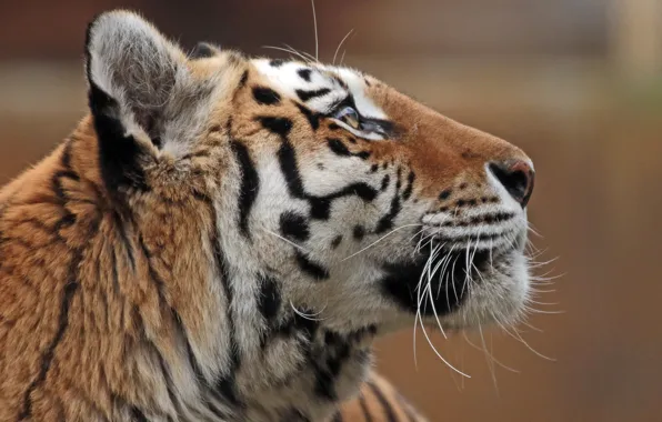 Picture face, profile, the Amur tiger