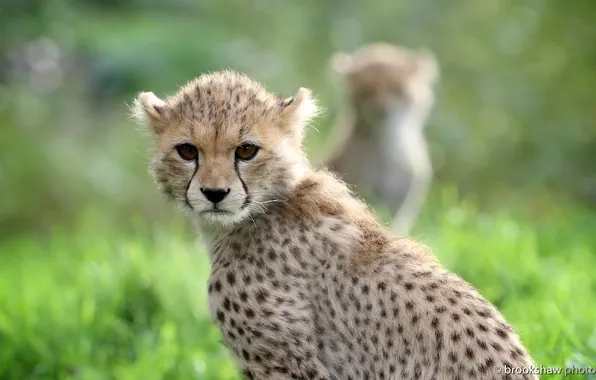 Face, predator, Cheetah, wild cat, young