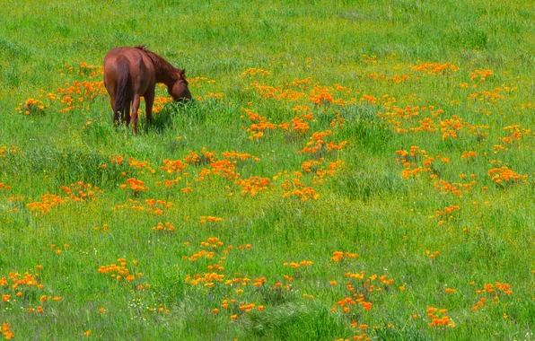 Picture grass, flowers, horse, meadow