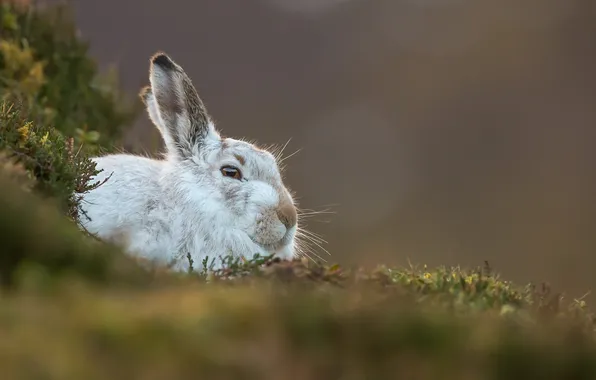 Picture nature, background, Mountain Hare