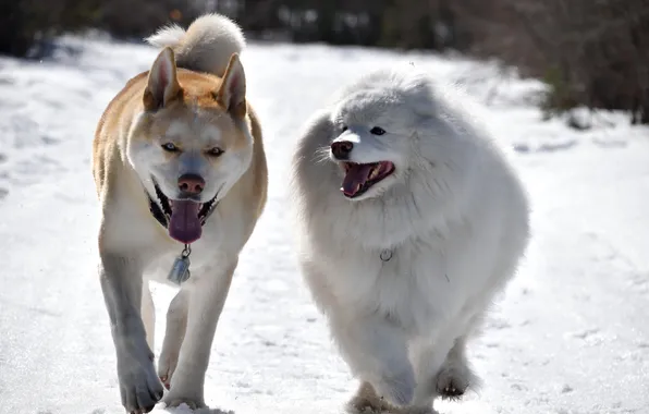 Winter, dogs, walk, friends