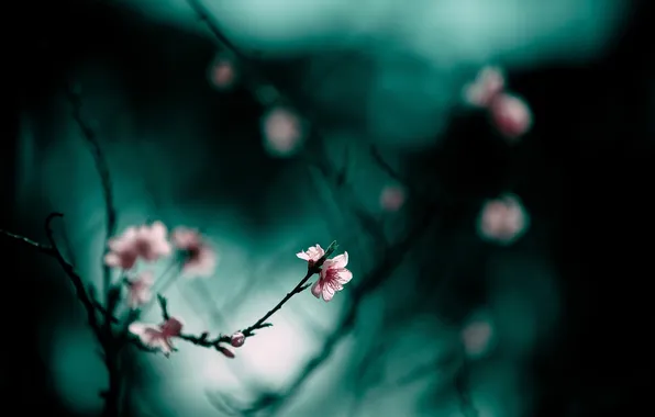 Branches, nature, background