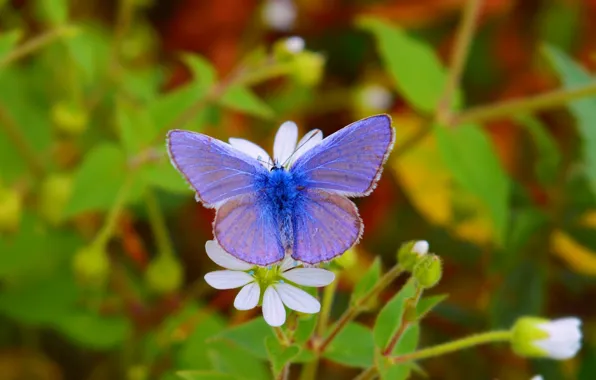 Picture Macro, Butterfly, Flower, Flower, Macro, Butterfly